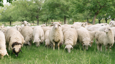 Flock of sheep with white sheep on a green meadow under trees – source of high-quality merino wool