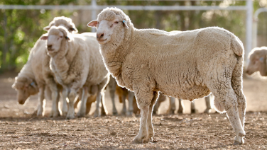White sheep stand on a sandy field in front of a wooden fence. In the foreground, a single sheep with thick, cream-coloured fur can be seen looking to the side.