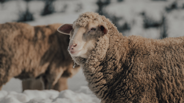 Merino sheep with thick brown wool fleece stands at the front of a flock of sheep in the snow.
