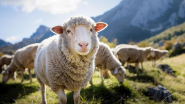 A white sheep looking directly into the camera; in the background, more sheep are grazing on a mountain meadow with a rocky alpine backdrop.