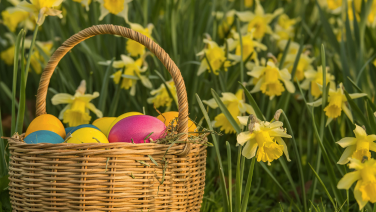 A woven wicker basket with colourful Easter eggs in pink, yellow, blue and orange stands among blooming yellow daffodils.
